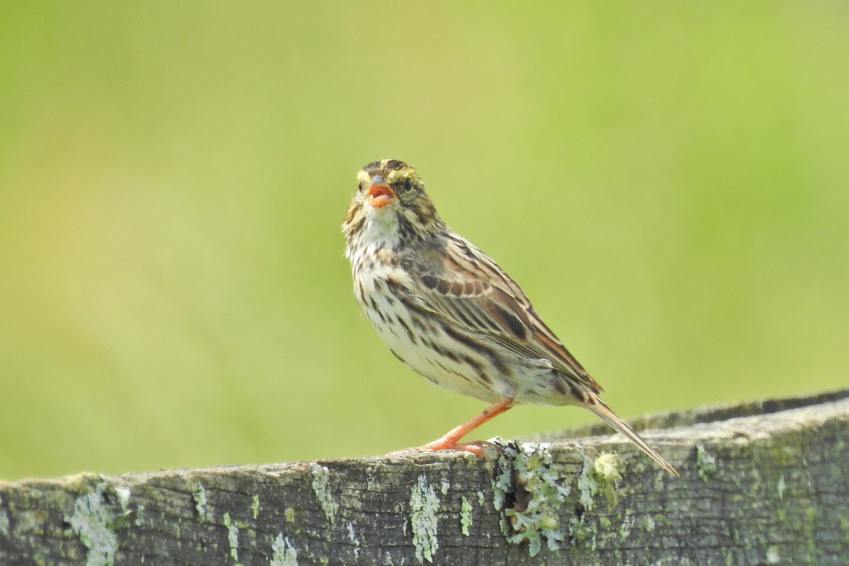 Savannah Sparrow - ML623369037