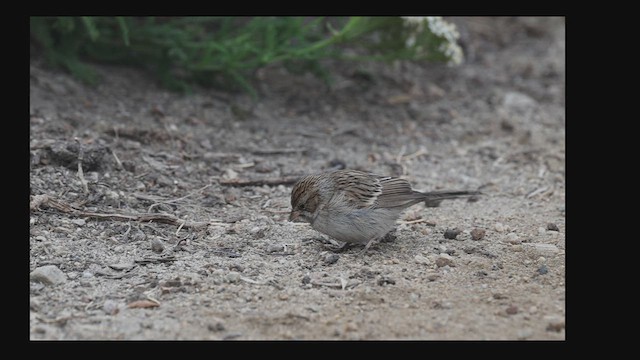 Brewer's Sparrow - ML623369077