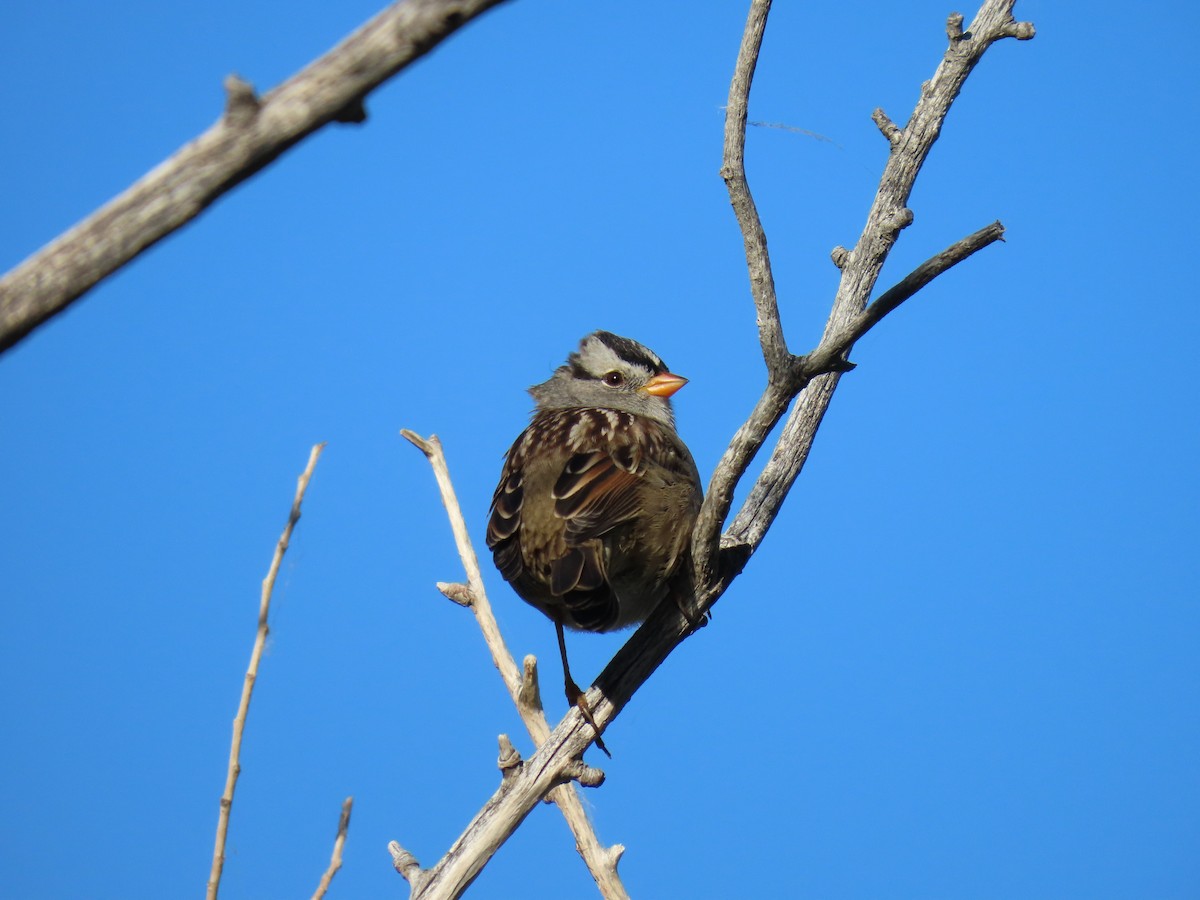 White-crowned Sparrow - ML623369150