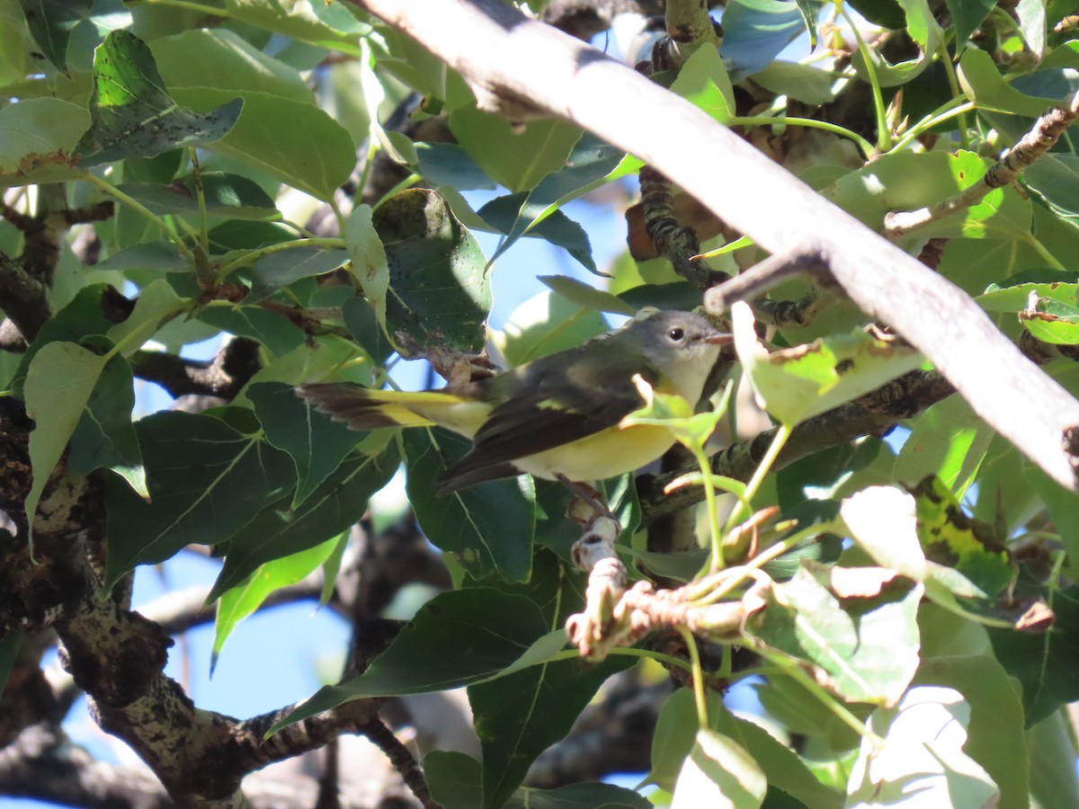 American Redstart - ML623369157