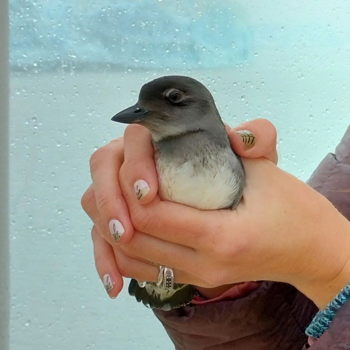 Cassin's Auklet - ML623369168