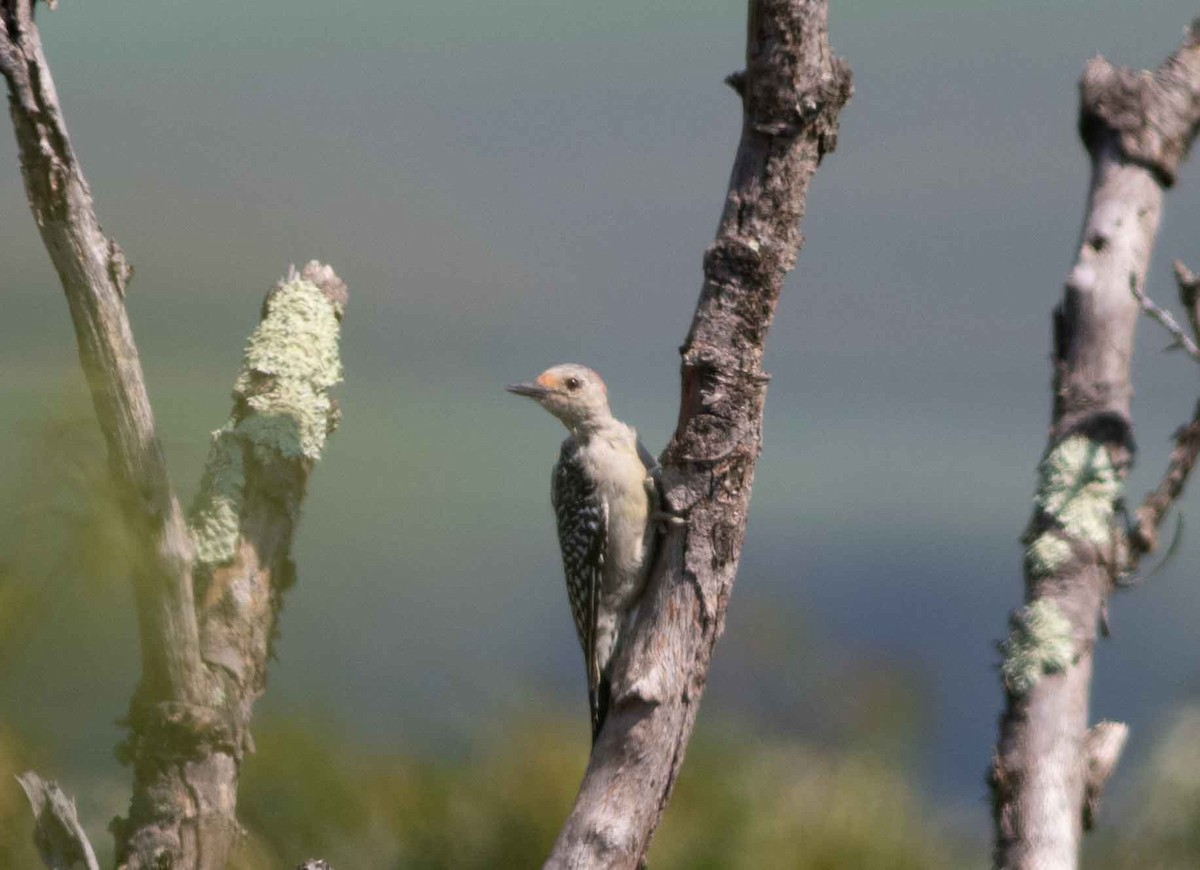 Red-bellied Woodpecker - ML623369212