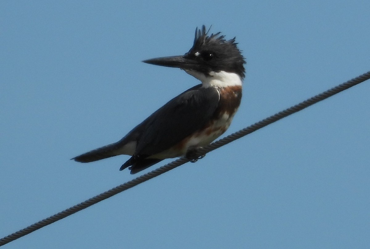 Martin-pêcheur d'Amérique - ML623369264