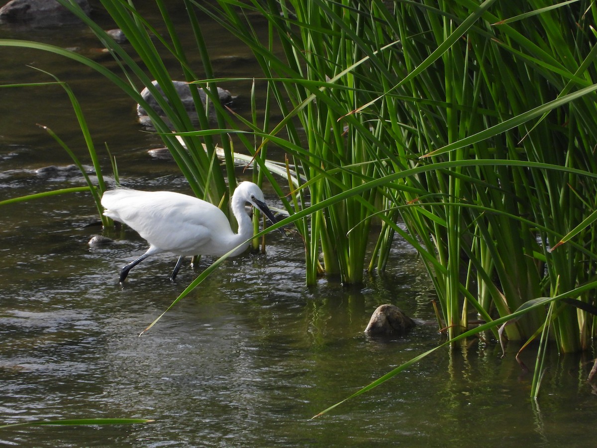 Little Egret - Luis Miguel Pérez Peinado