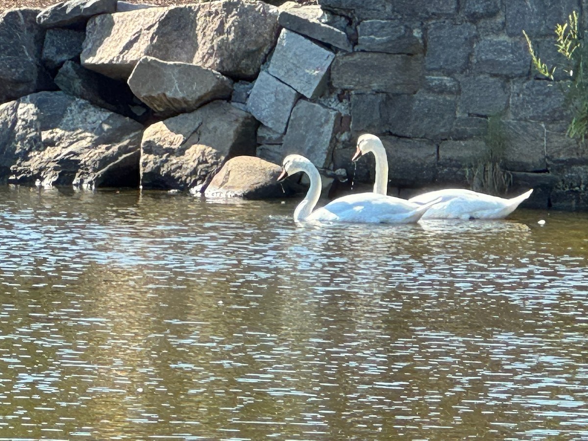 Mute Swan - ML623369343
