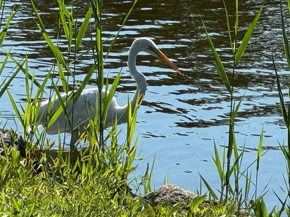 Great Egret - ML623369351
