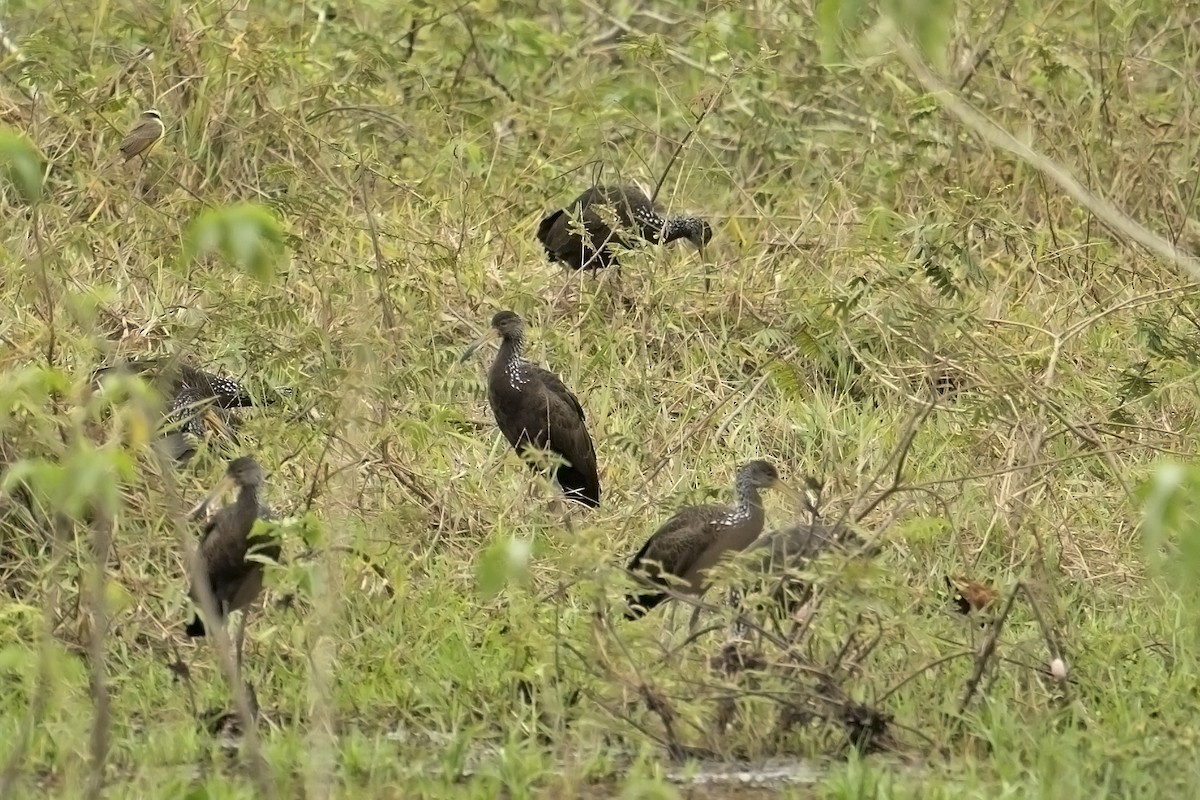 Limpkin (Brown-backed) - Neil Earnest