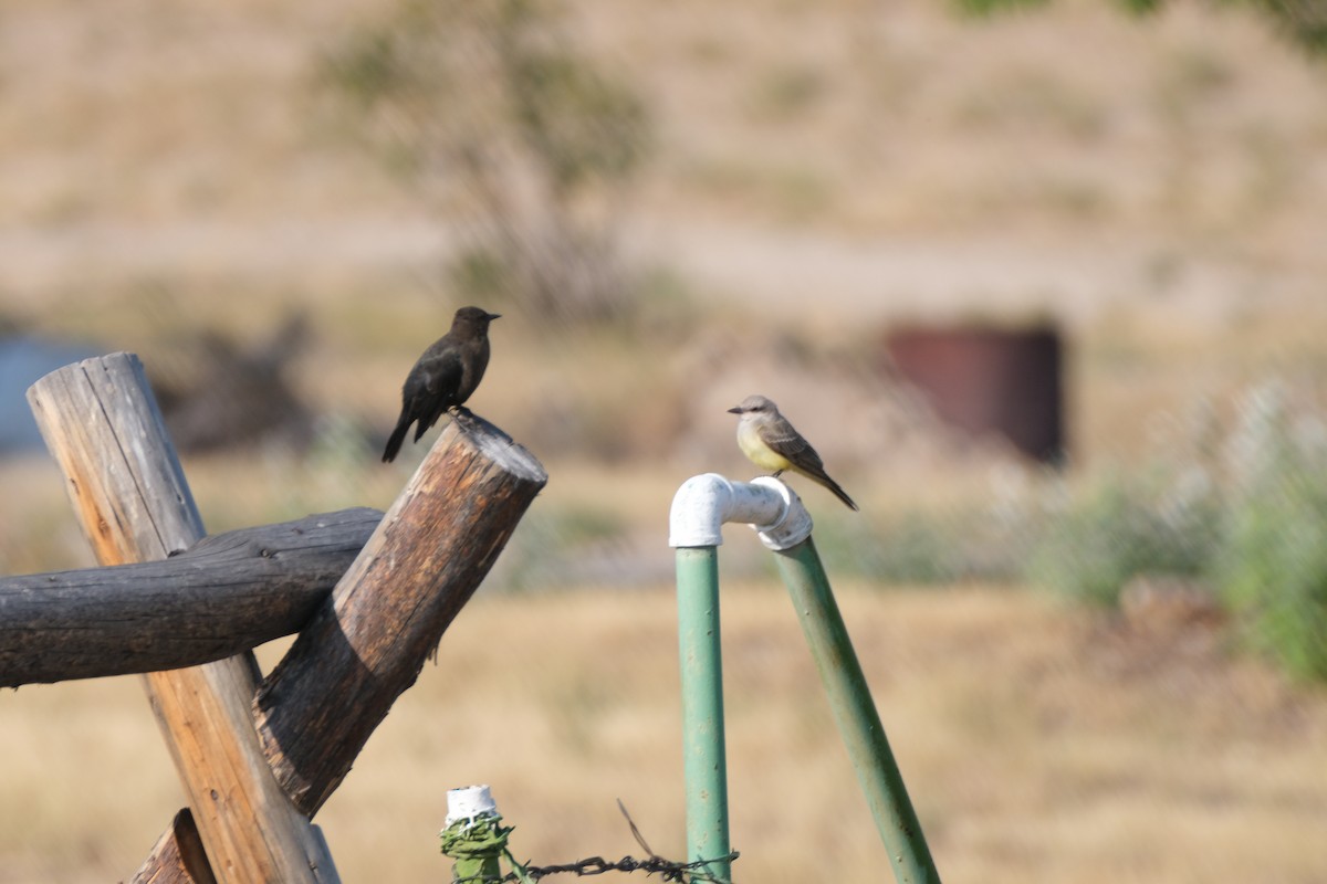 Western Kingbird - ML623369500