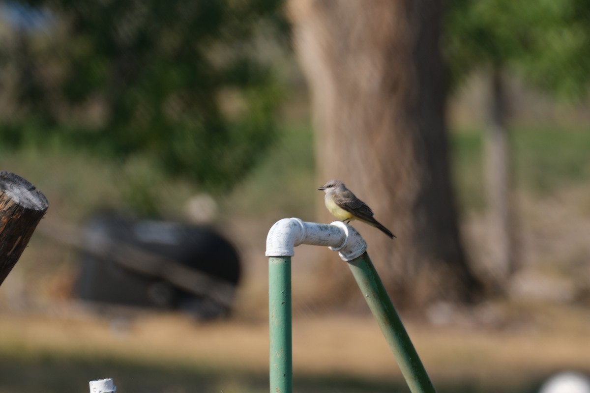 Western Kingbird - ML623369501