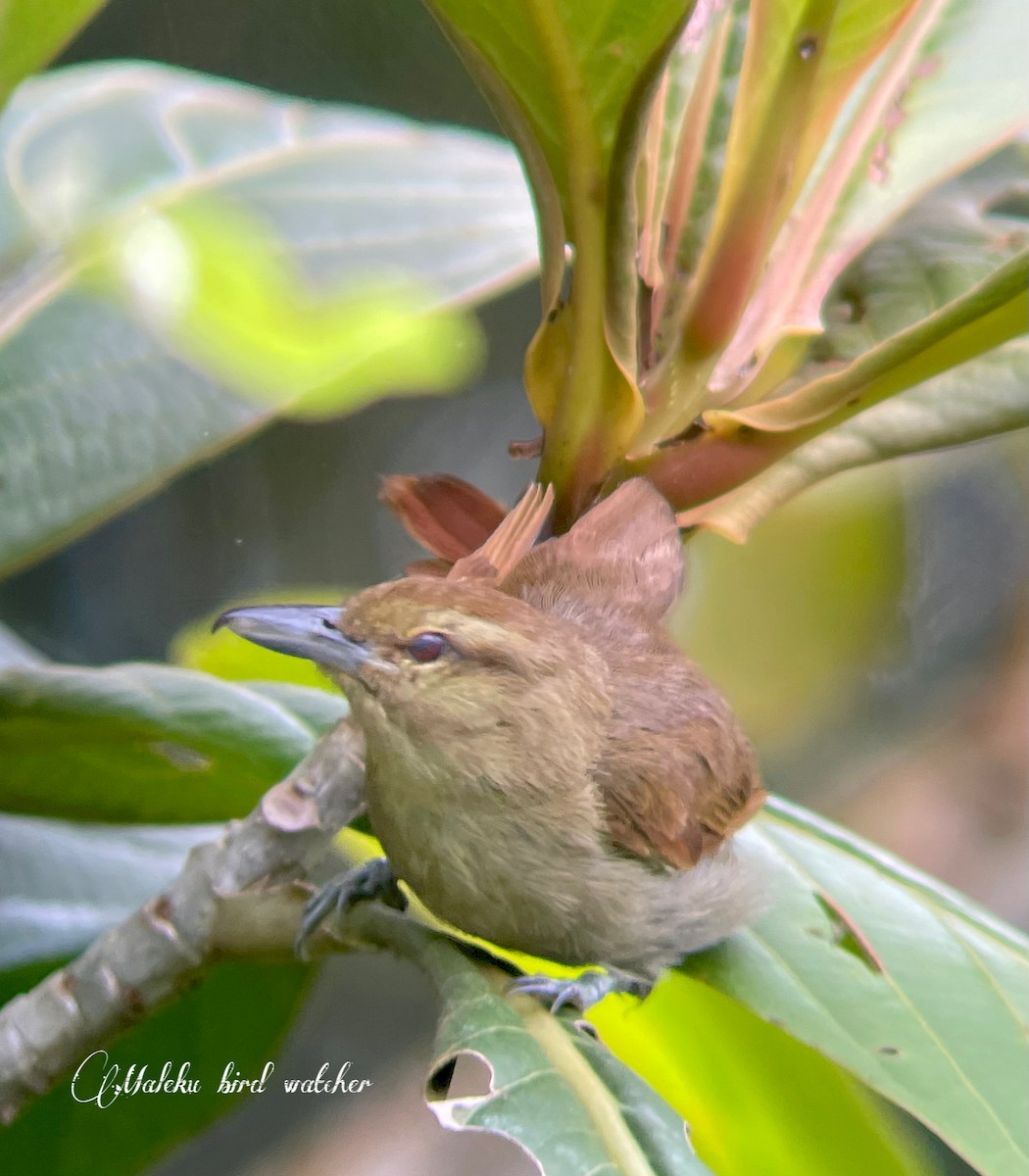 Russet Antshrike - ML623369530