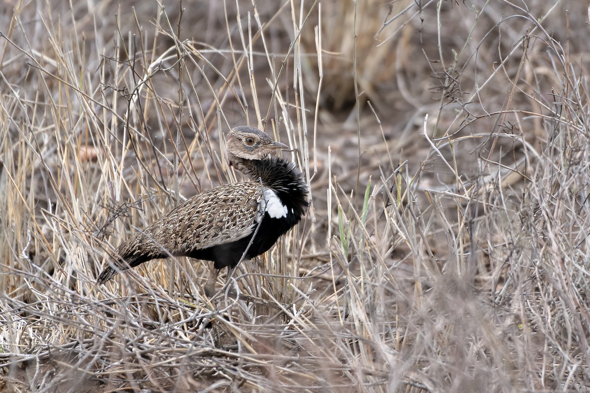 Red-crested Bustard - ML623369590