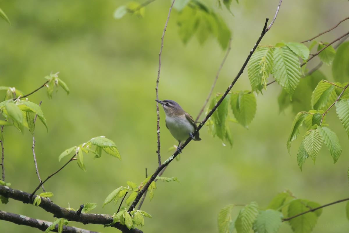 Red-eyed Vireo - ML623369646