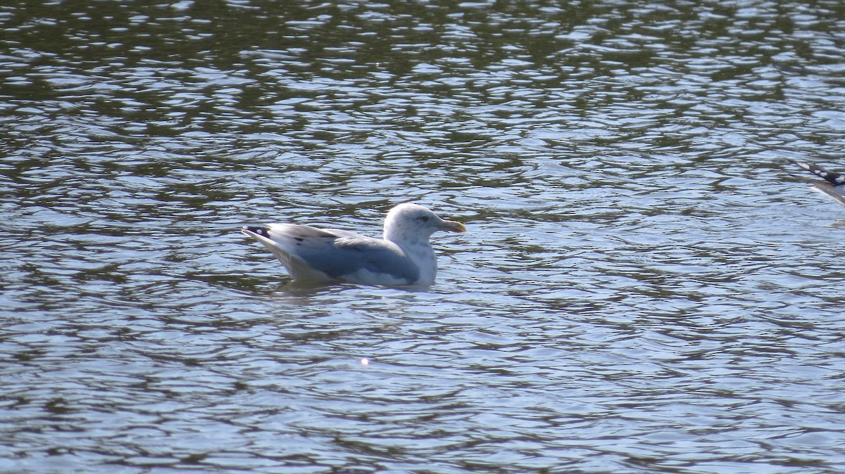 Herring Gull (American) - Terry Hastings