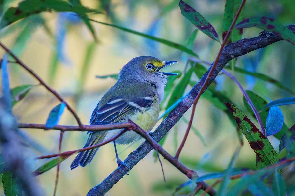 White-eyed Vireo - ML623369659