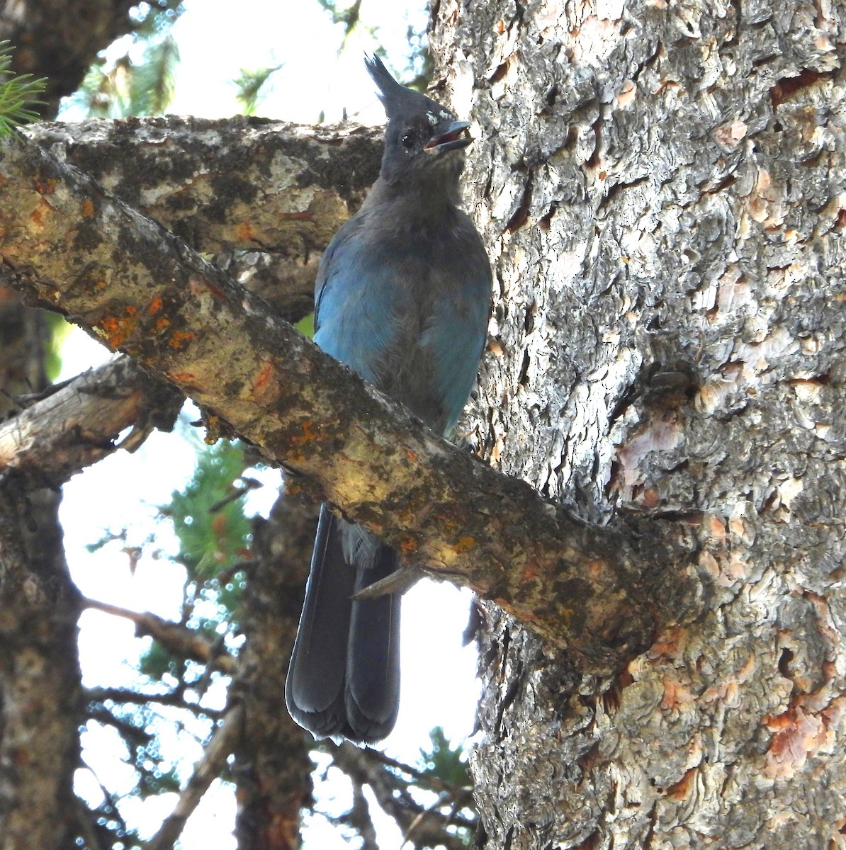 Steller's Jay - ML623369686