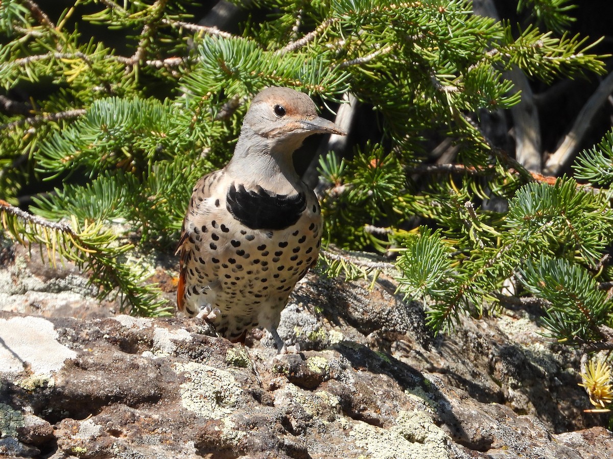 Northern Flicker - ML623369691