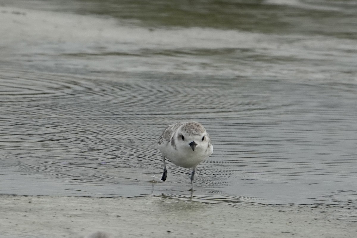 Snowy Plover - ML623369713