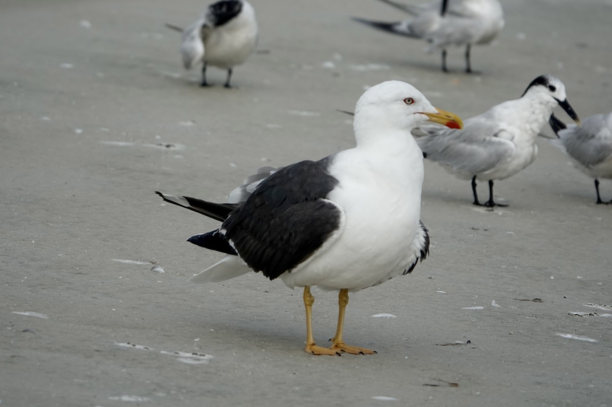 Lesser Black-backed Gull - ML623369717