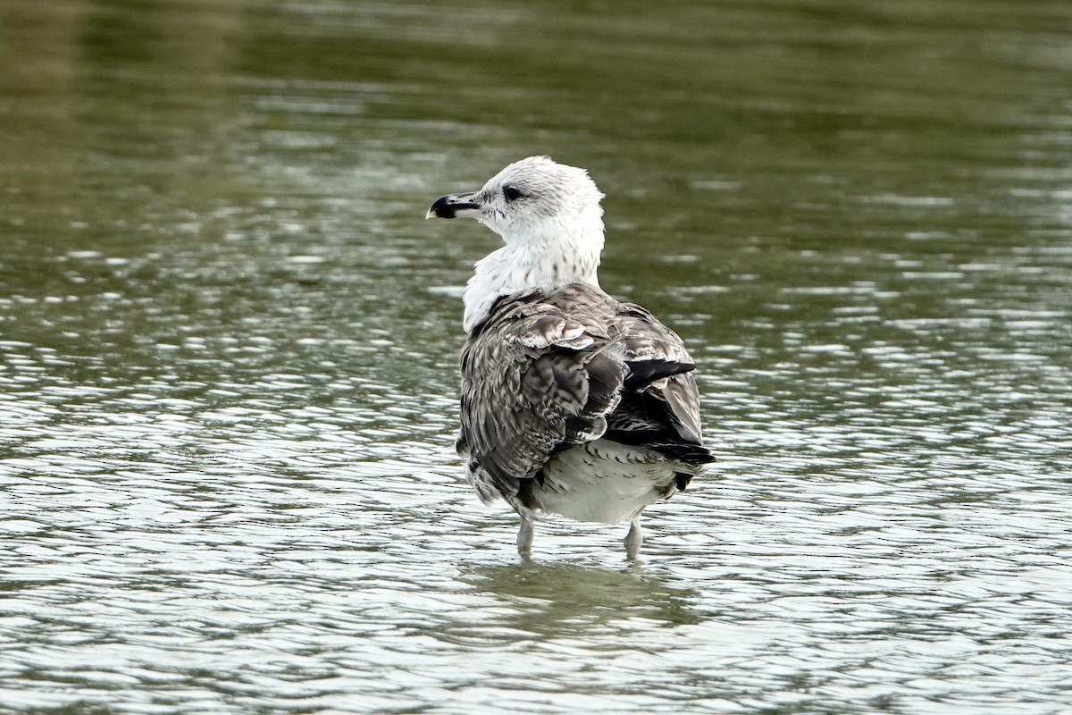 Lesser Black-backed Gull - ML623369719