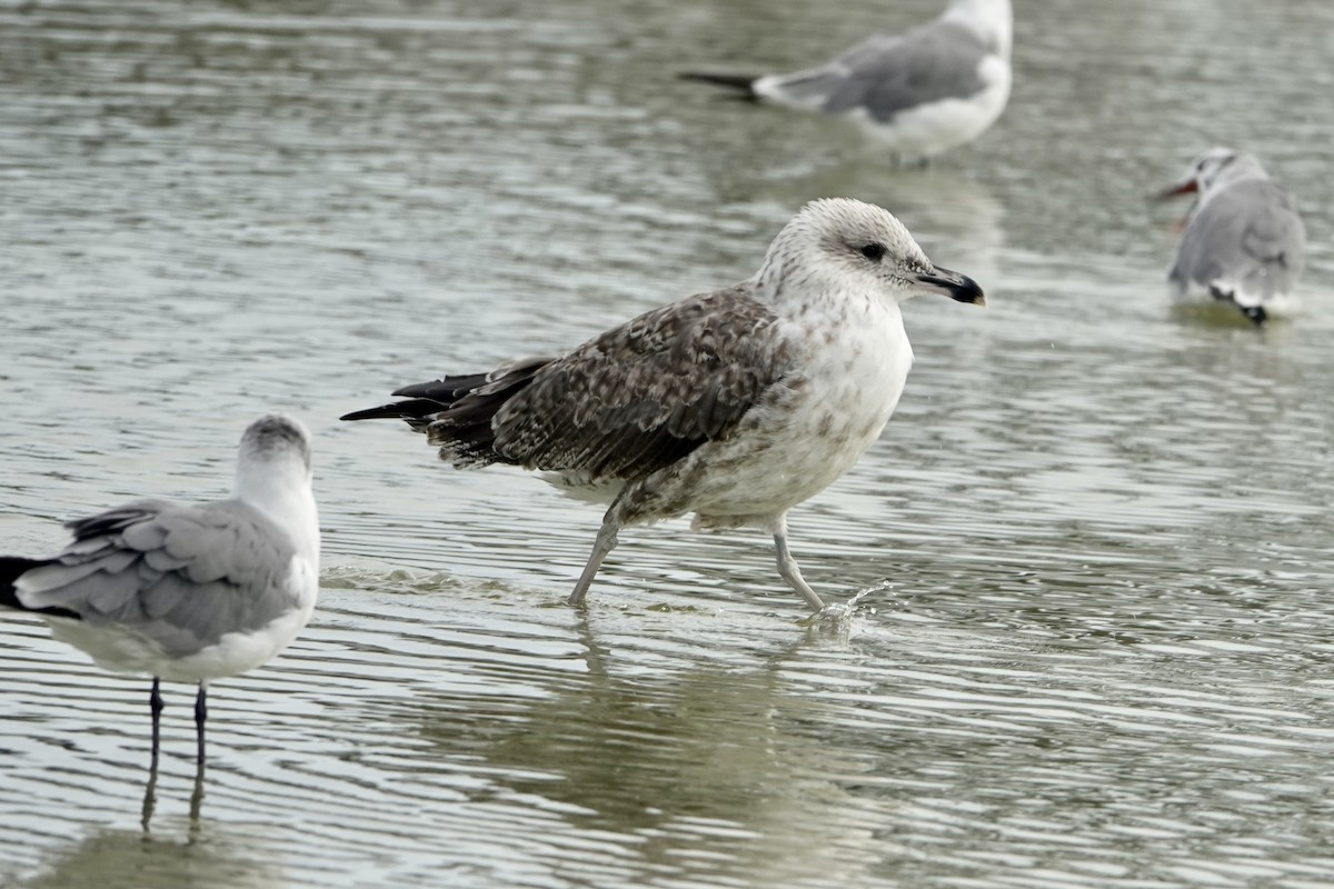 Lesser Black-backed Gull - ML623369745