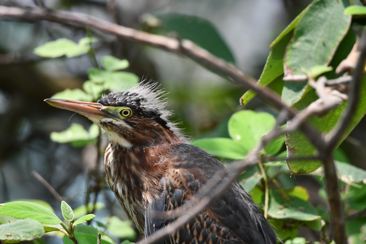 Green Heron - ML623369751