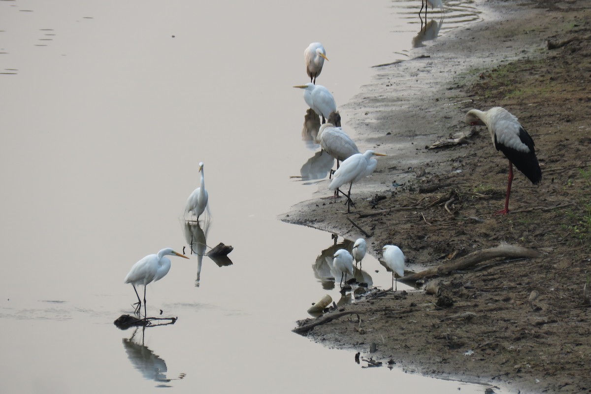 Snowy Egret - ML623369755