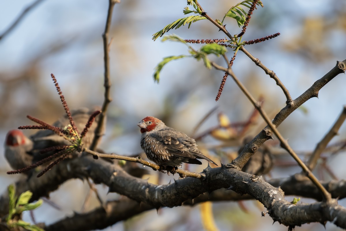 Red-headed Finch - ML623369762