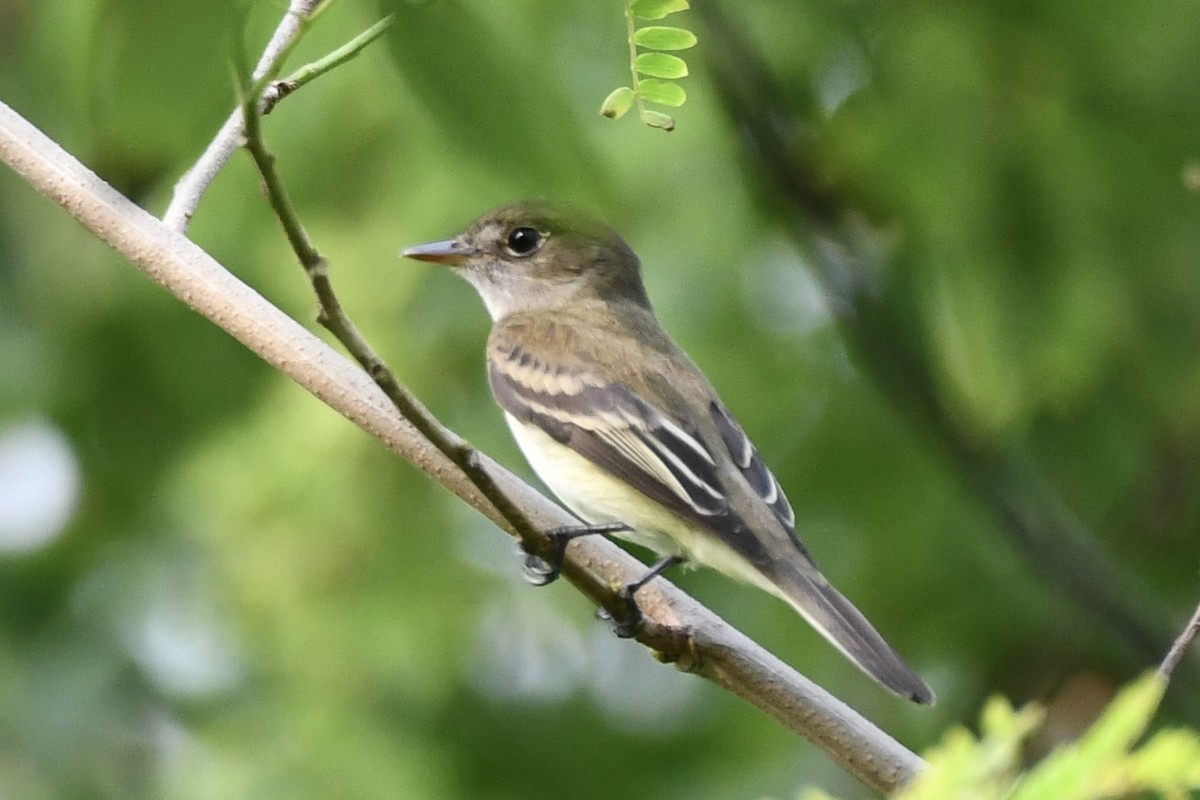 Alder/Willow Flycatcher (Traill's Flycatcher) - ML623369766