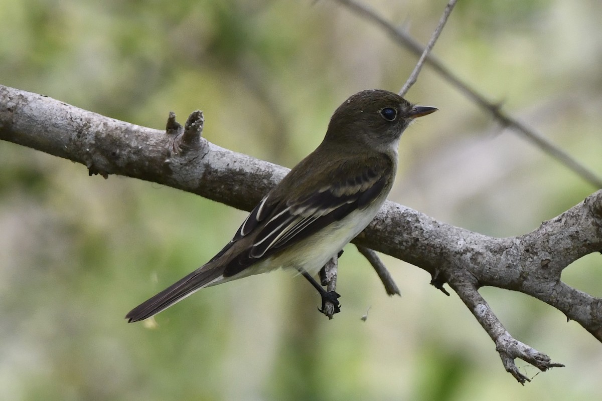 Alder/Willow Flycatcher (Traill's Flycatcher) - Erik Atwell