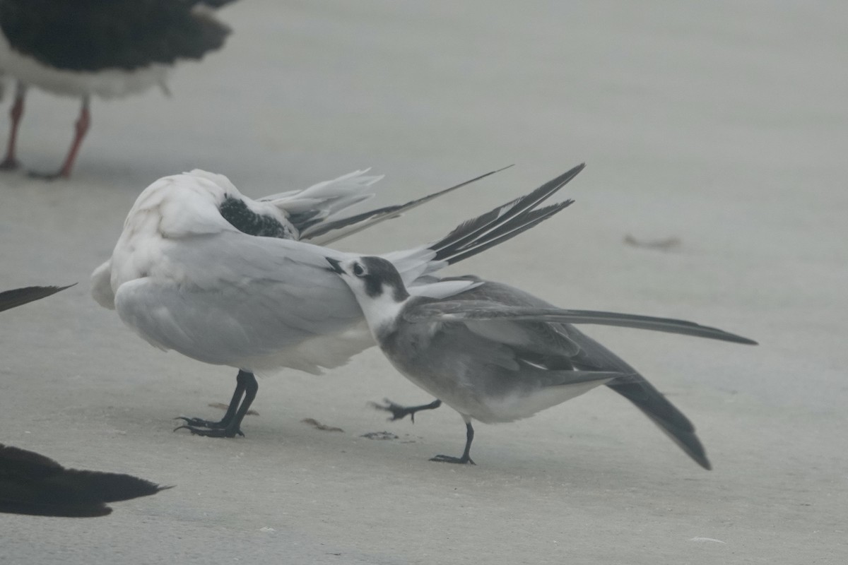 Black Tern - ML623369775