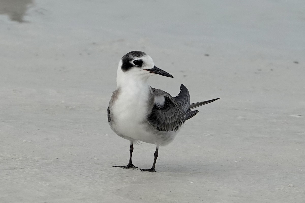 Black Tern - ML623369778