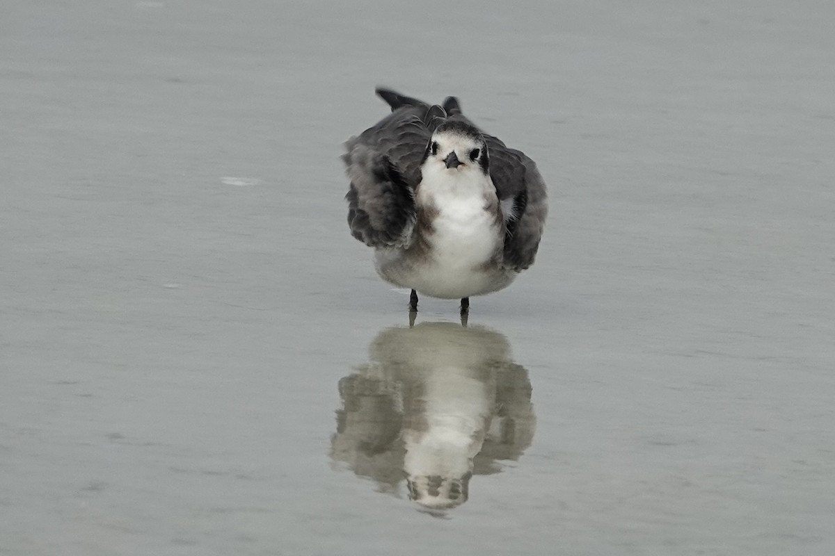 Black Tern - ML623369779