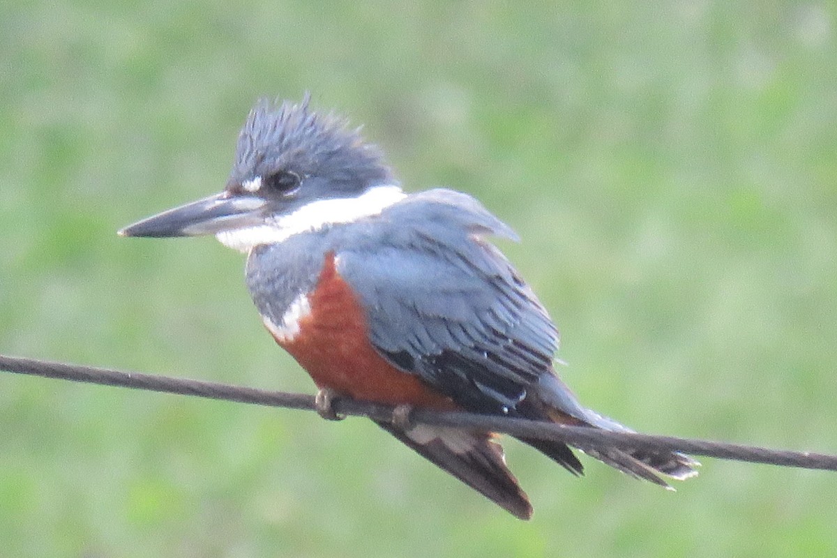 Ringed Kingfisher - ML623369789