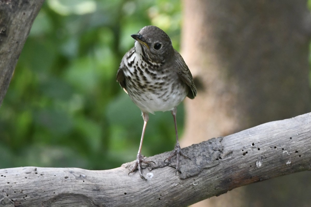 Gray-cheeked Thrush - ML623369793