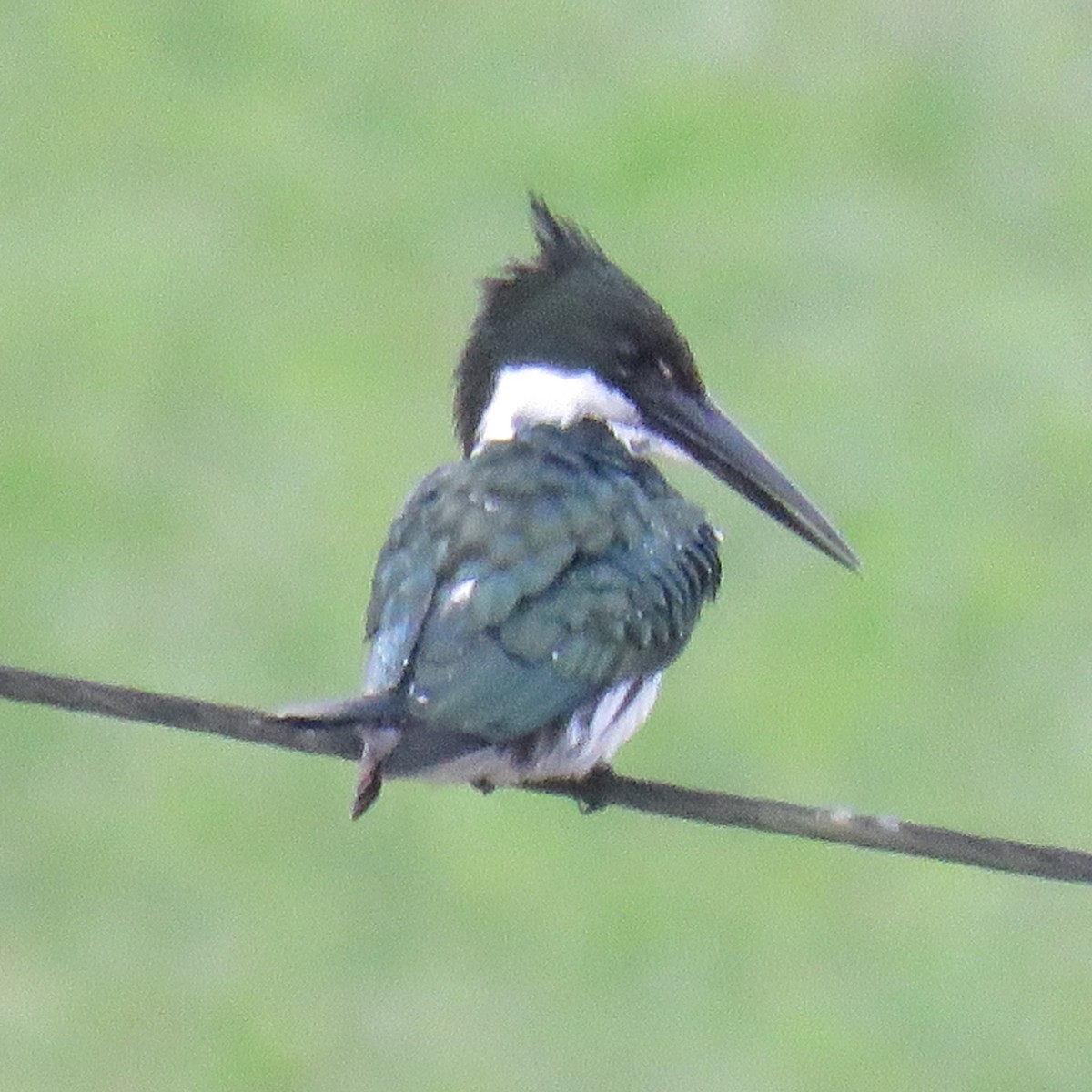 Amazon Kingfisher - ML623369798