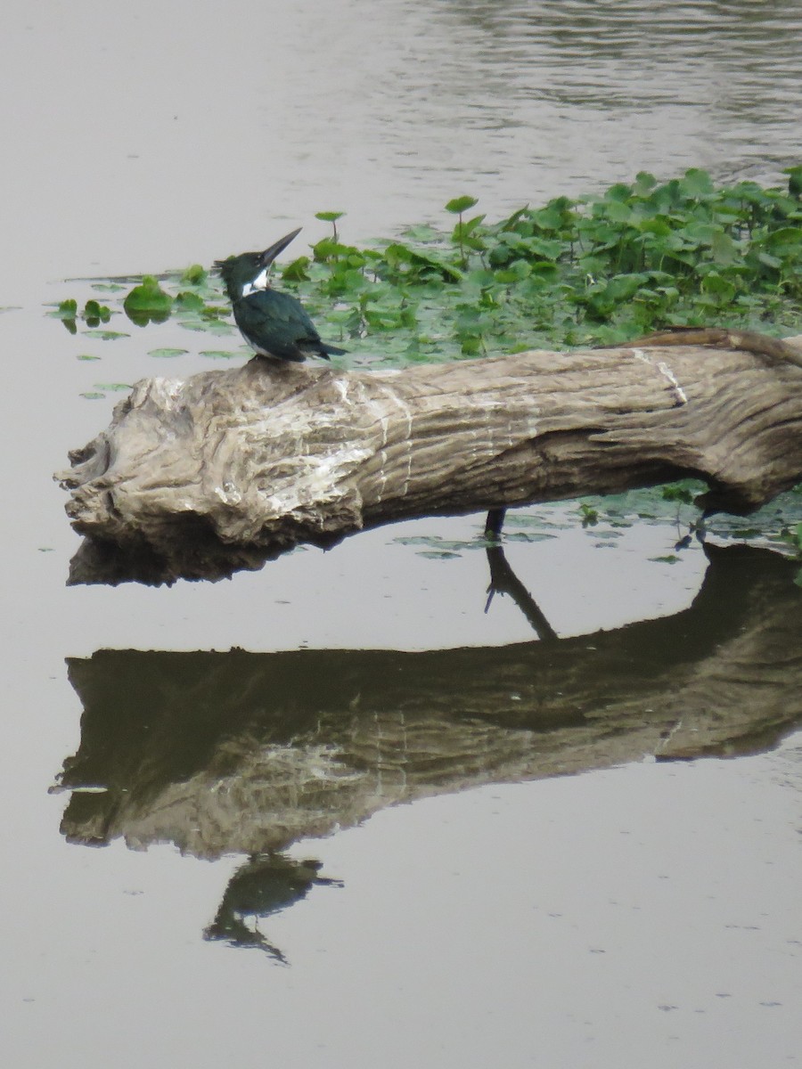 Amazon Kingfisher - ML623369799