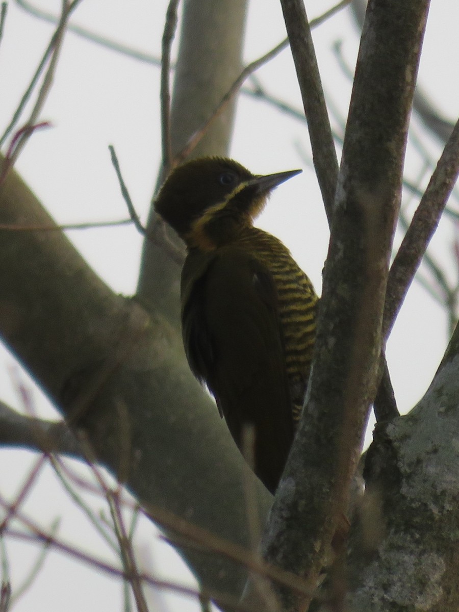 Golden-green Woodpecker - ML623369815