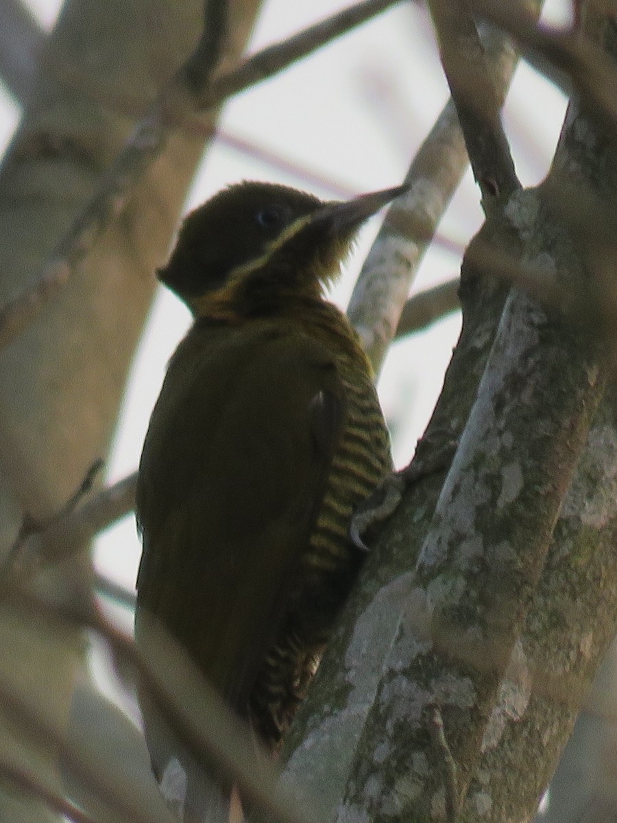 Golden-green Woodpecker - ML623369816