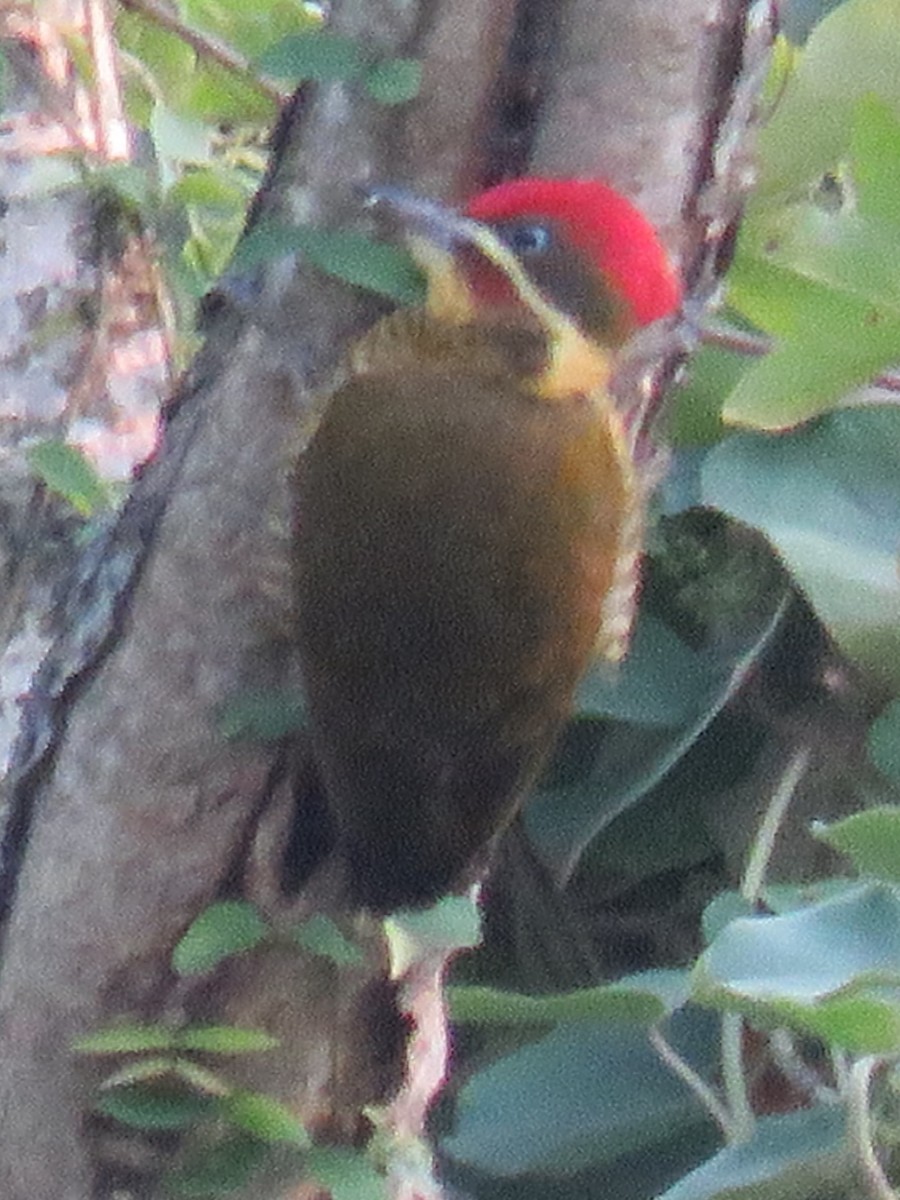 Golden-green Woodpecker - ML623369817