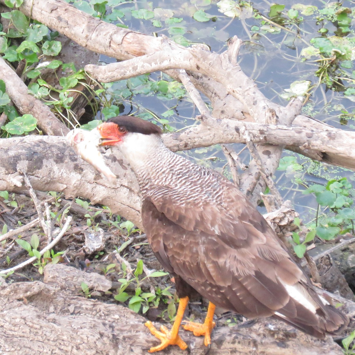 Crested Caracara - ML623369824