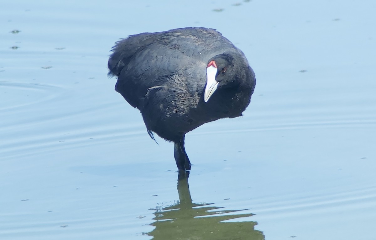 Red-knobbed Coot - ML623369828