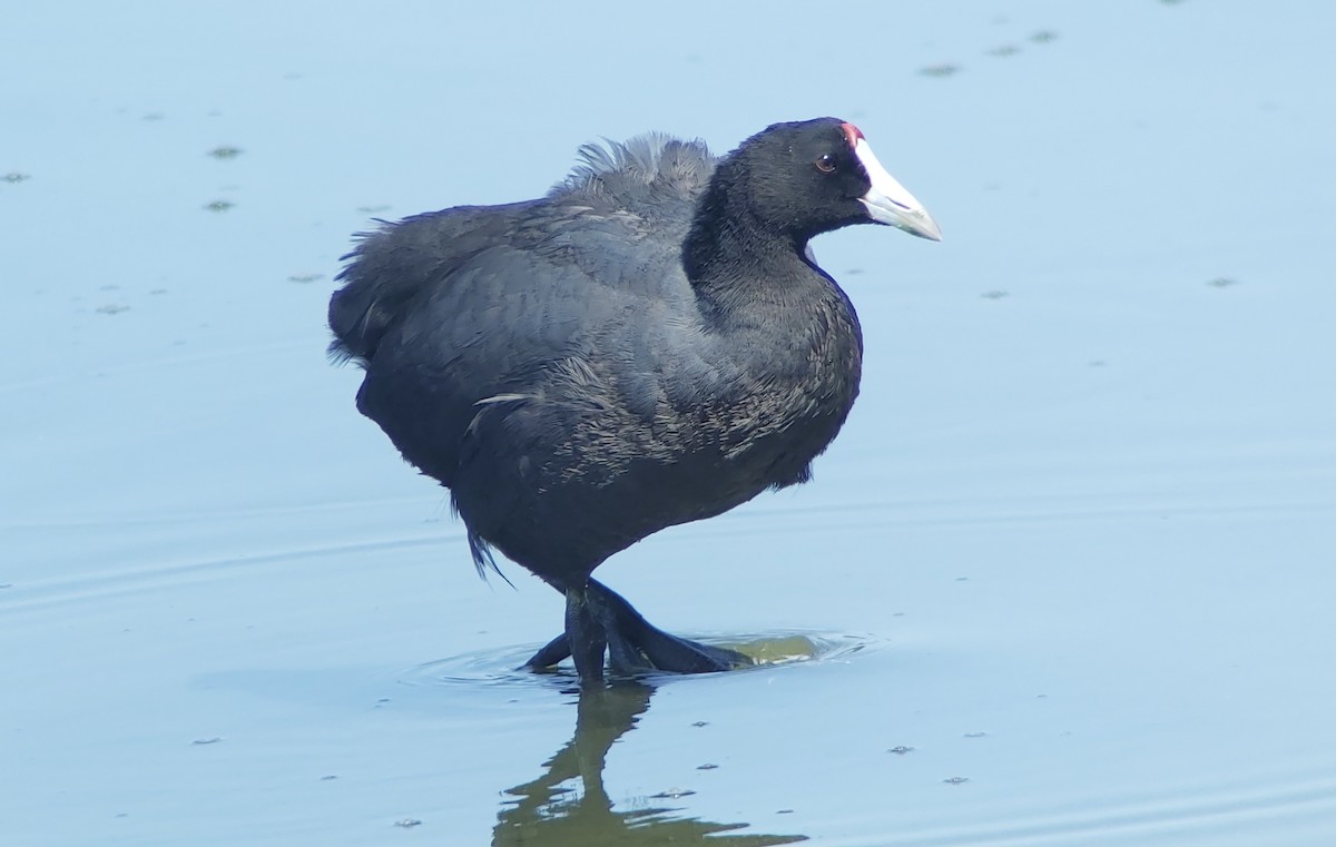 Red-knobbed Coot - ML623369829