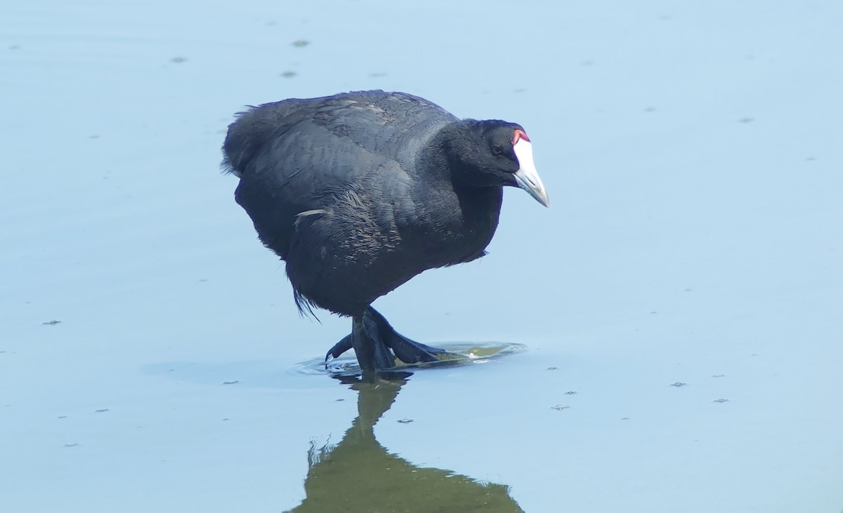 Red-knobbed Coot - ML623369834