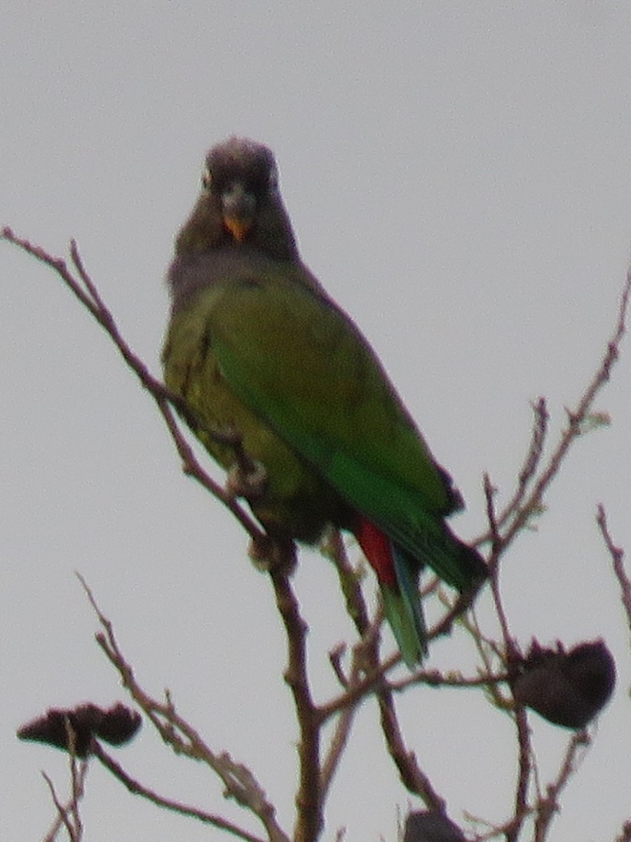 Scaly-headed Parrot - ML623369836