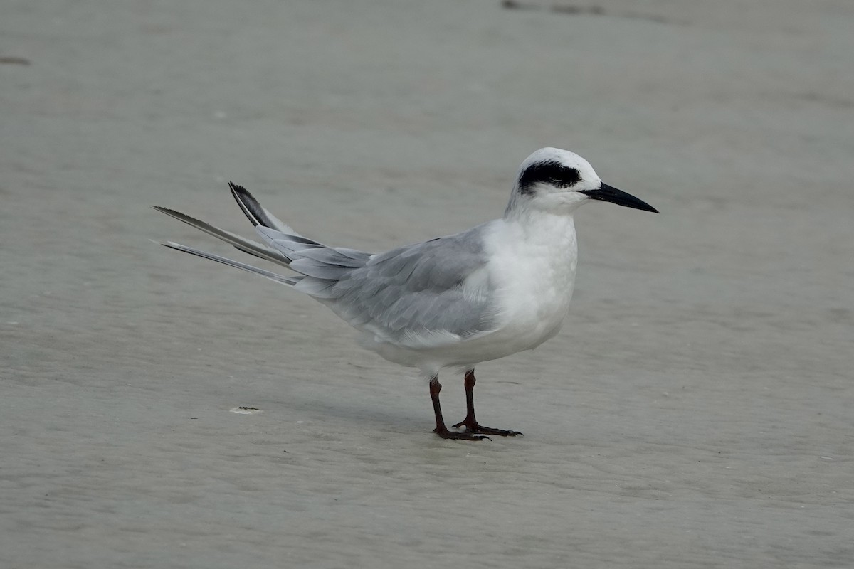 Forster's Tern - ML623369840