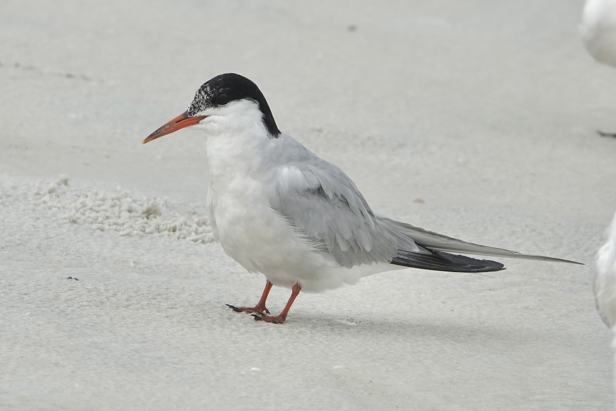 Common Tern - ML623369848