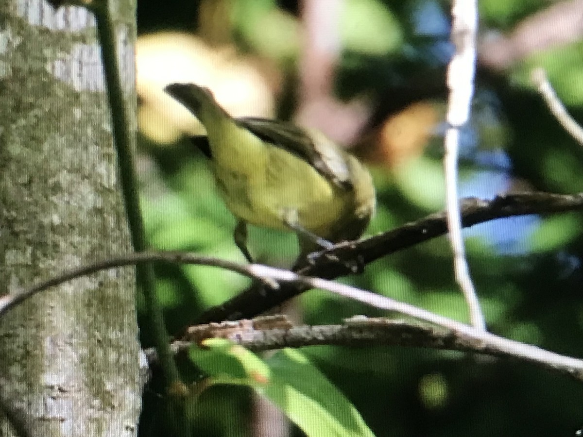 Philadelphia Vireo - ML623369863