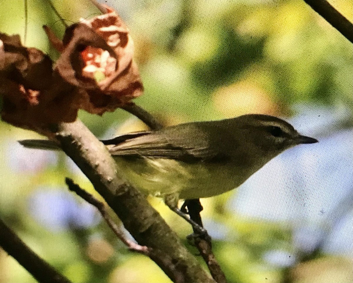 Philadelphia Vireo - ML623369864