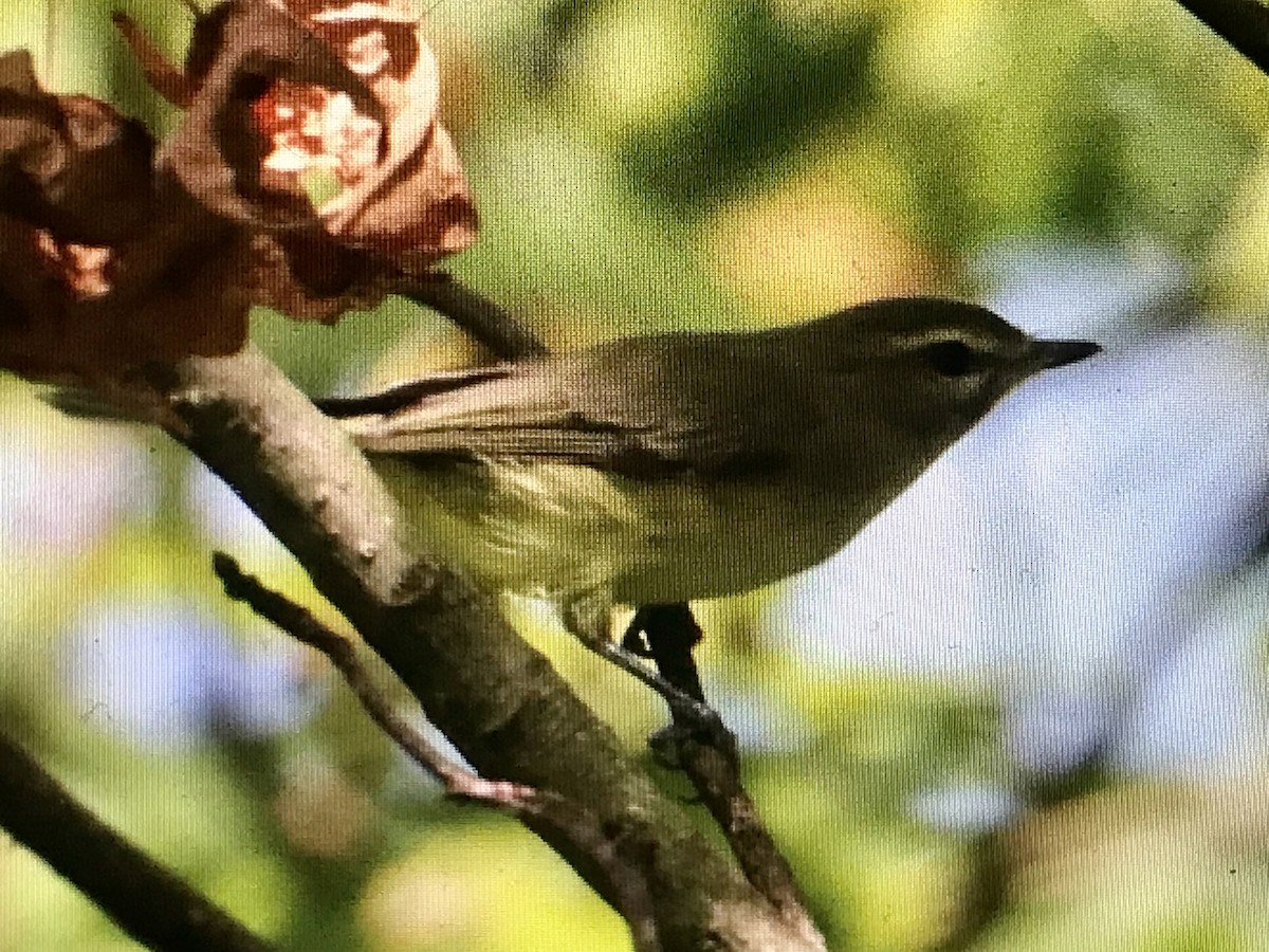 Philadelphia Vireo - ML623369865