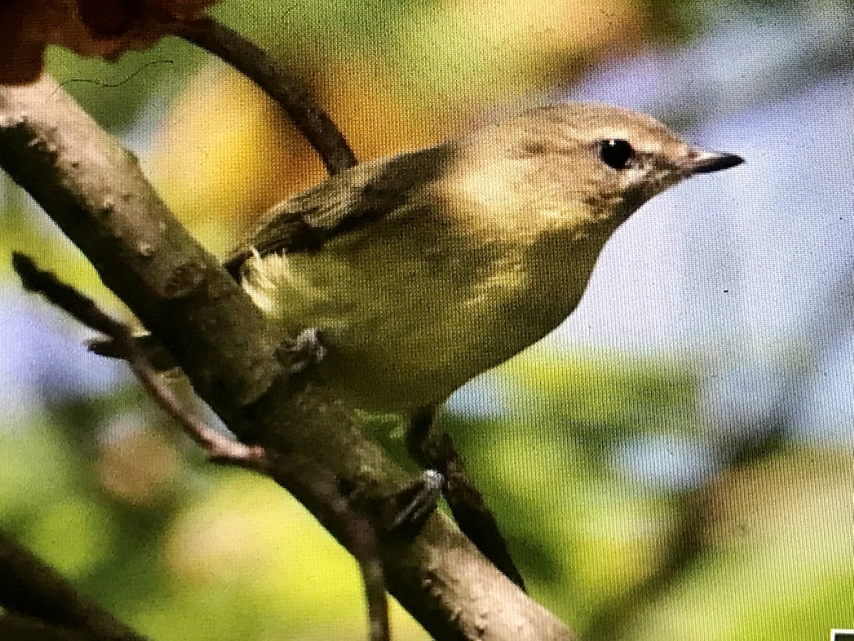 Philadelphia Vireo - ML623369866